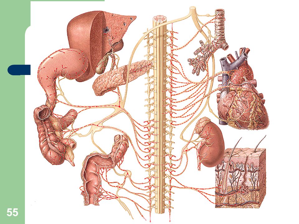 Почему нерв блуждающий. Вагус блуждающий нерв. Вагус анатомия. Блуждающий нерв вегетативная нервная система. Вагус нерв анатомия.