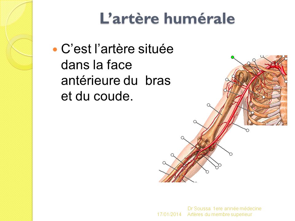 L’artère humérale C’est l’artère située dans la face antérieure du bras et du coude. 26/03/2017.