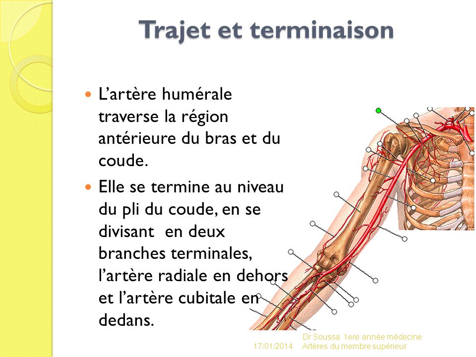 Trajet et terminaison L’artère humérale traverse la région antérieure du bras et du coude.