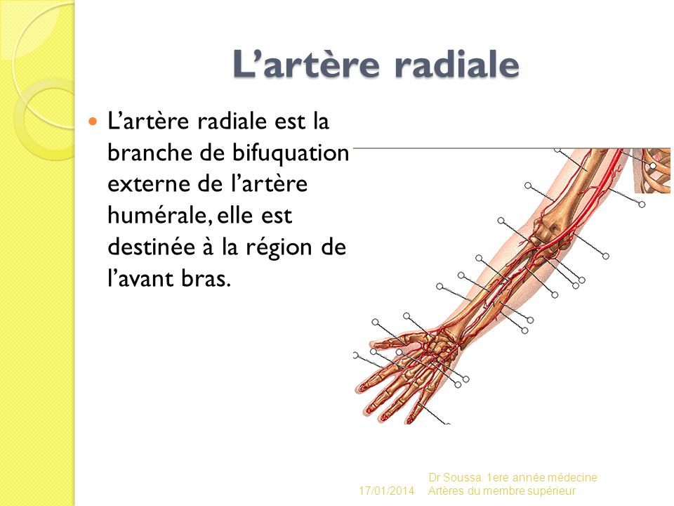 L’artère radiale L’artère radiale est la branche de bifuquation externe de l’artère humérale, elle est destinée à la région de l’avant bras.