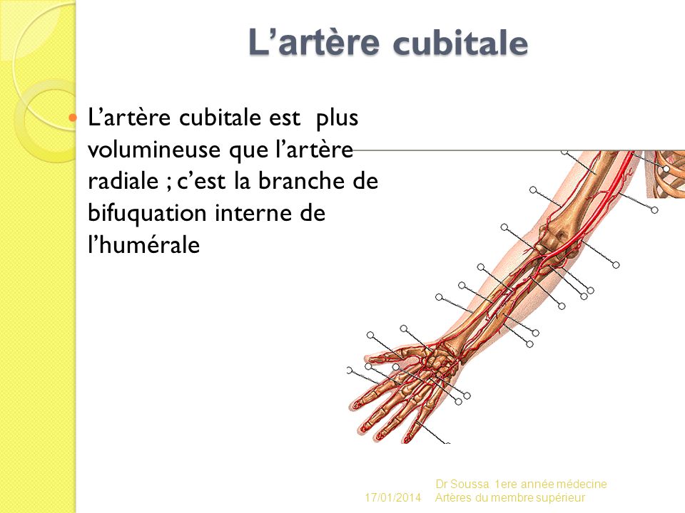 L’artère cubitale L’artère cubitale est plus volumineuse que l’artère radiale ; c’est la branche de bifuquation interne de l’humérale.