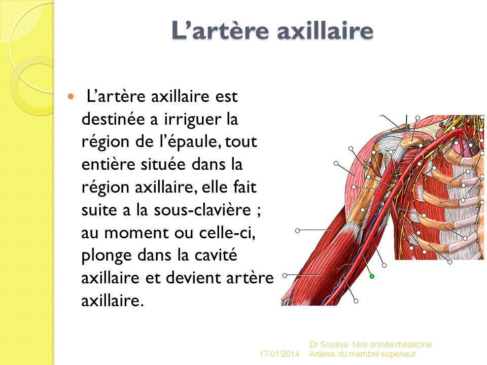 L’artère axillaire