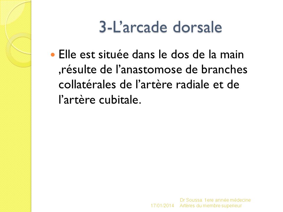 3-L’arcade dorsale