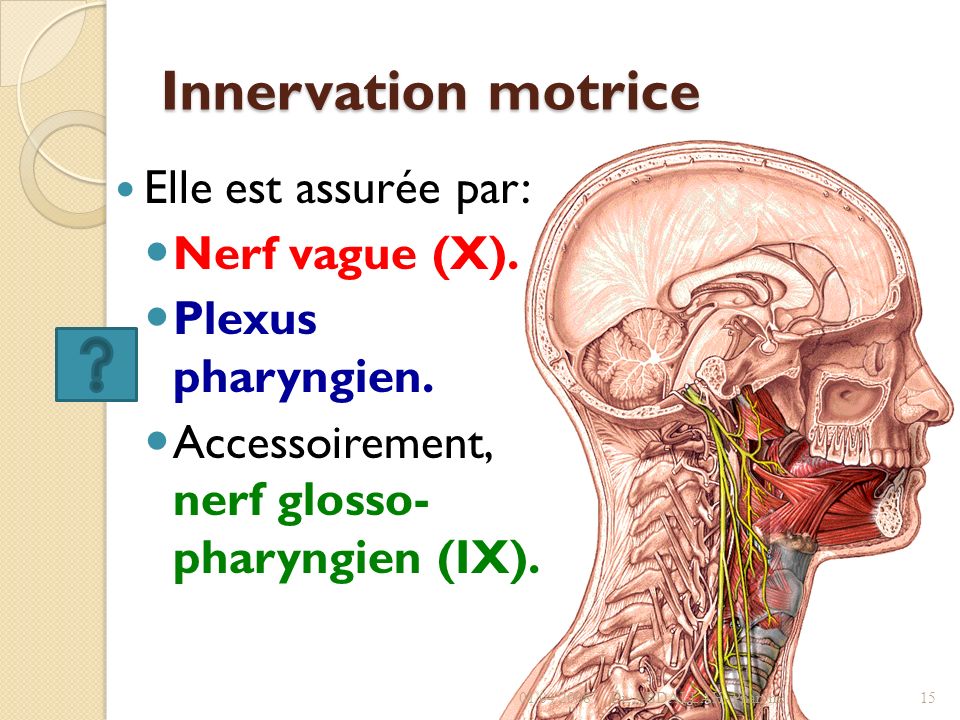 Le nerf vague (X) - Laboratoire d'anatomie - Faculté de Médecine de  Marrakech