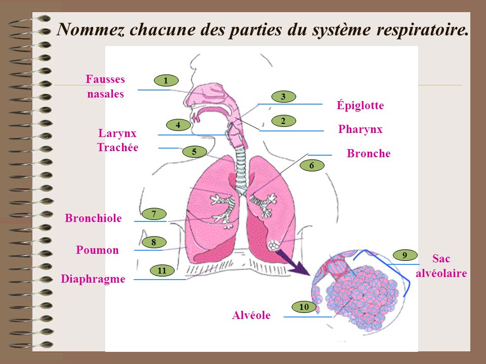 Nommez chacune des parties du système respiratoire.