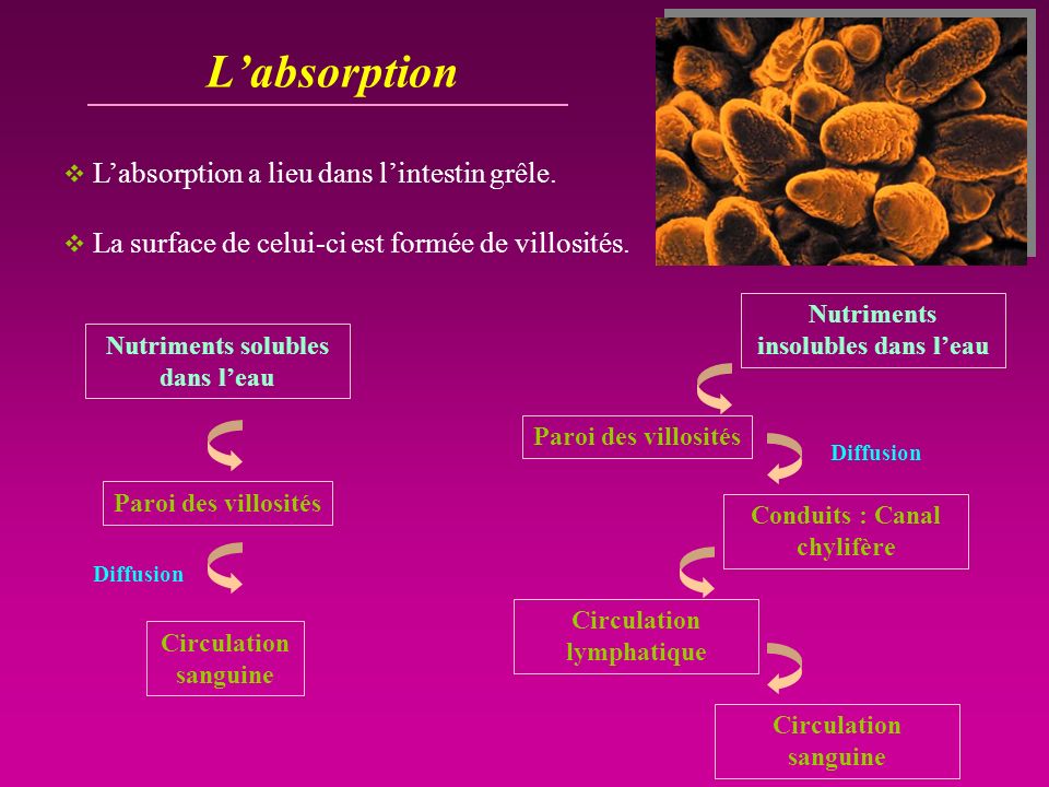 L’absorption L’absorption a lieu dans l’intestin grêle.