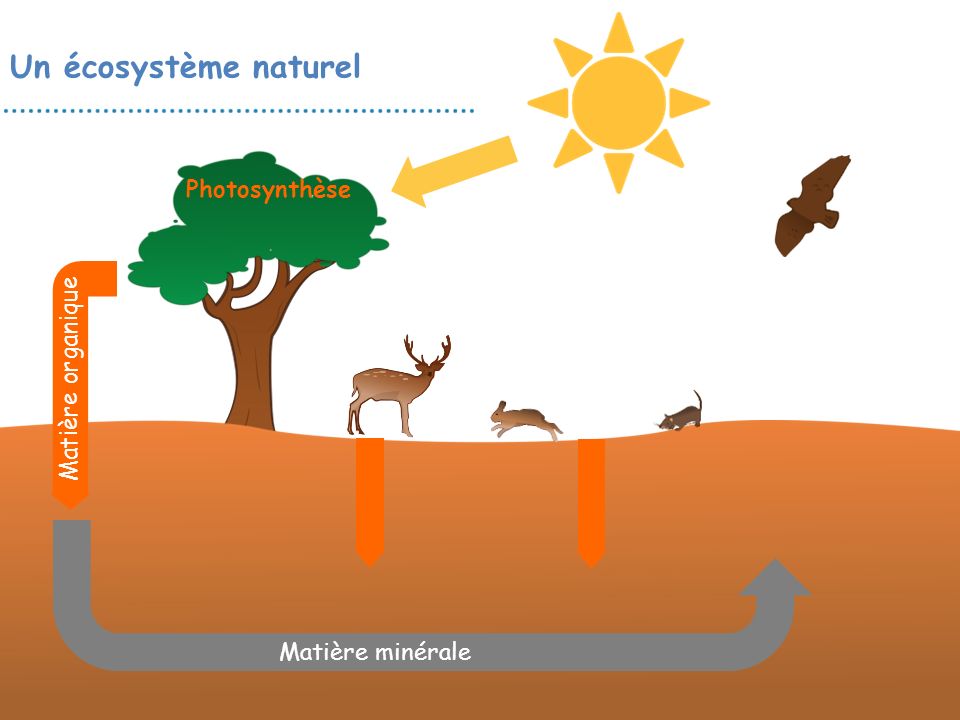 Un écosystème naturel Photosynthèse Matière organique Matière minérale