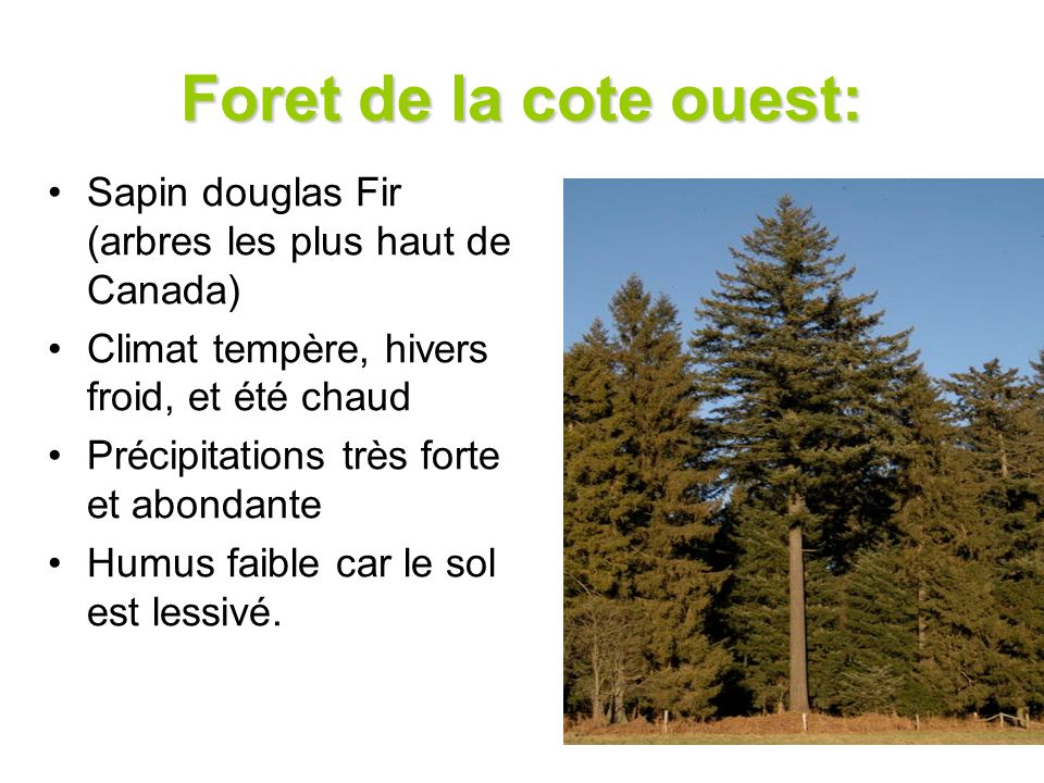 Foret de la cote ouest: Sapin douglas Fir (arbres les plus haut de Canada) Climat tempère, hivers froid, et été chaud.