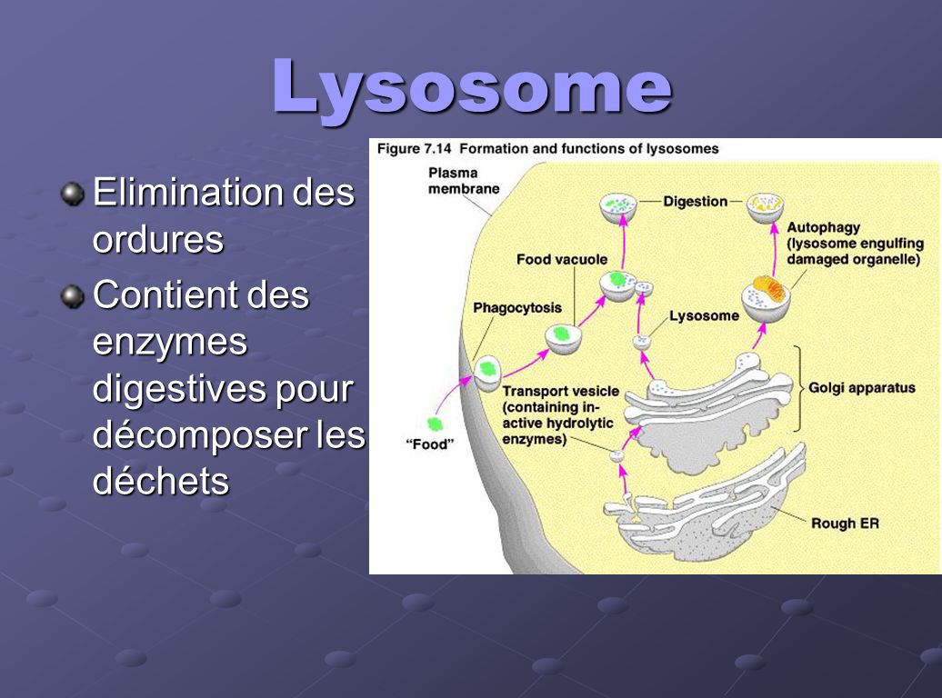 Lysosome Elimination des ordures