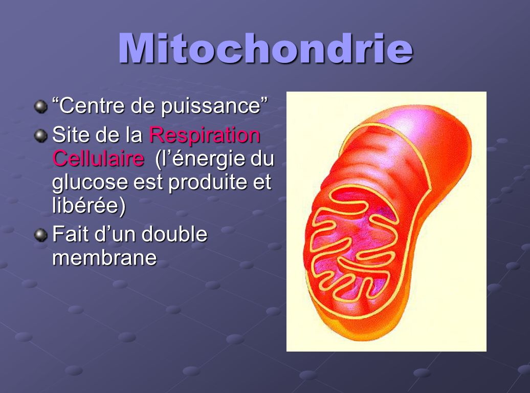 Mitochondrie Centre de puissance