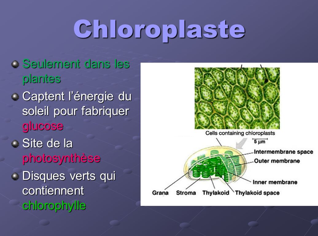 Chloroplaste Seulement dans les plantes