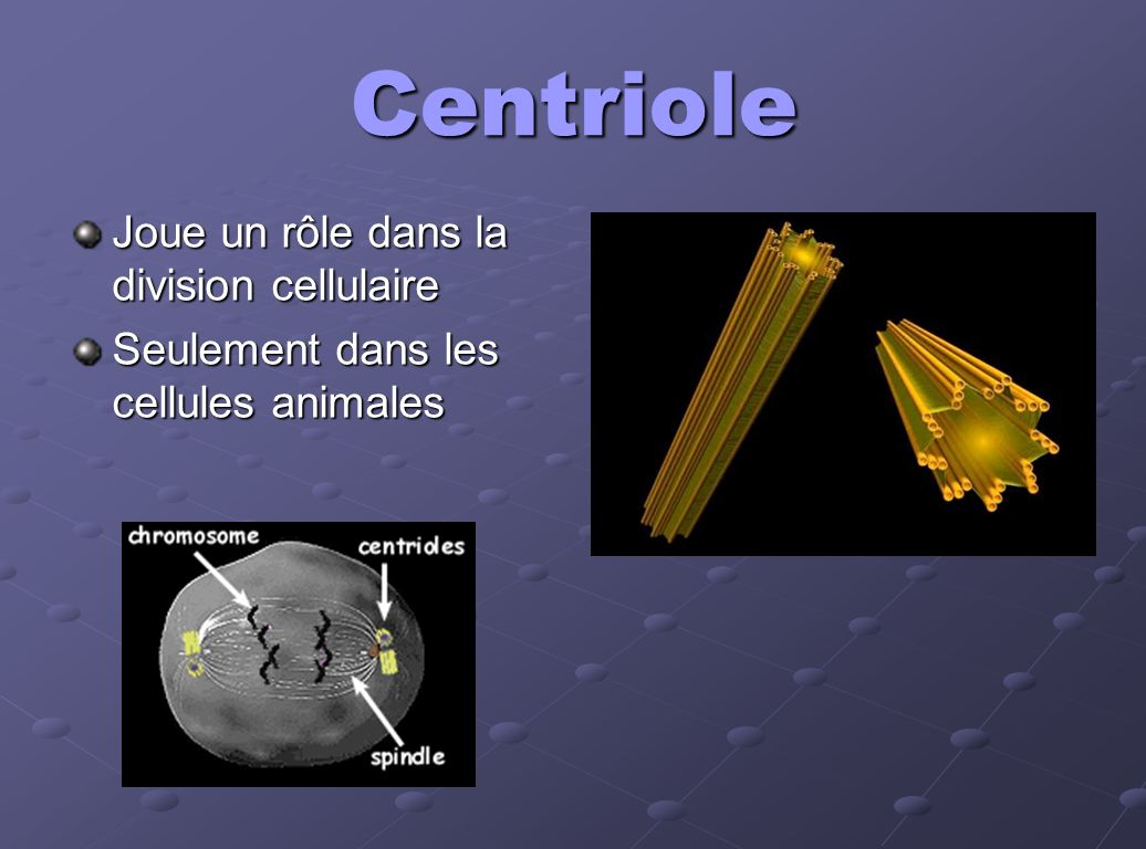 Centriole Joue un rôle dans la division cellulaire