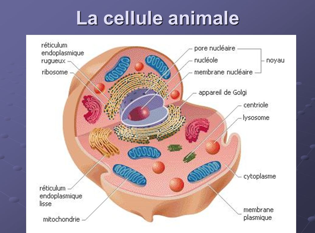 La cellule animale