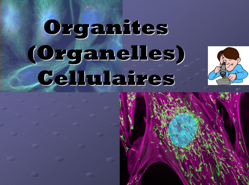 Organites (Organelles) Cellulaires