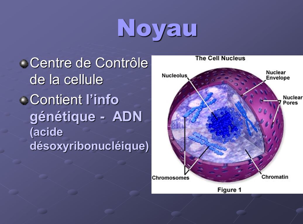 Noyau Centre de Contrôle de la cellule