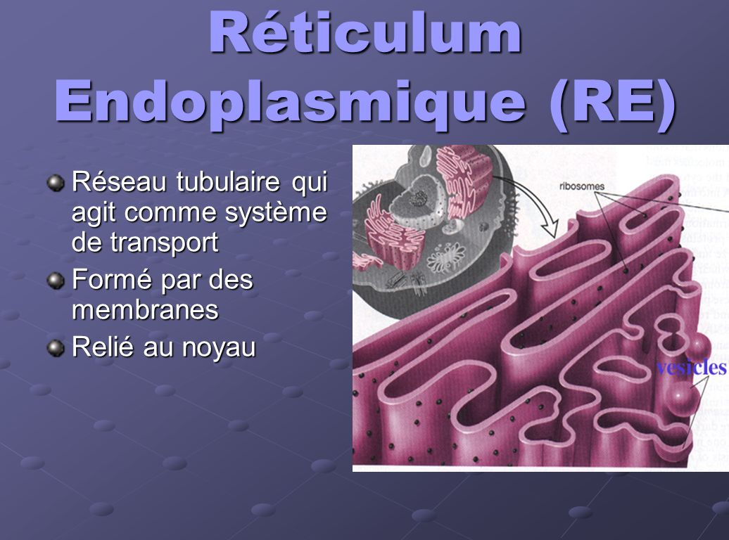 Réticulum Endoplasmique (RE)