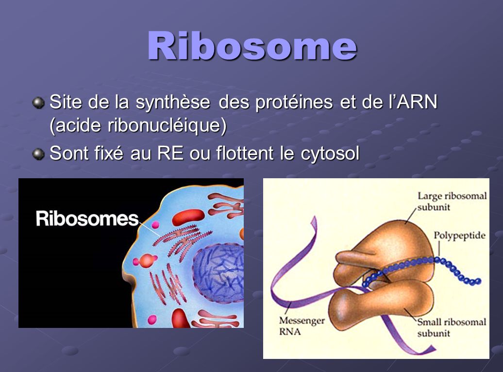 Ribosome Site de la synthèse des protéines et de l’ARN (acide ribonucléique) Sont fixé au RE ou flottent le cytosol.