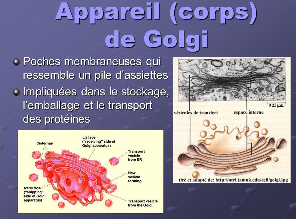 Appareil (corps) de Golgi