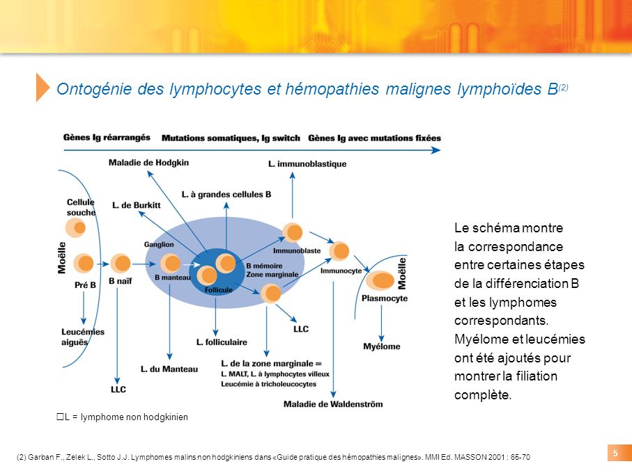 Lymphomes Non Hodgkiniens - Ppt Video Online Télécharger