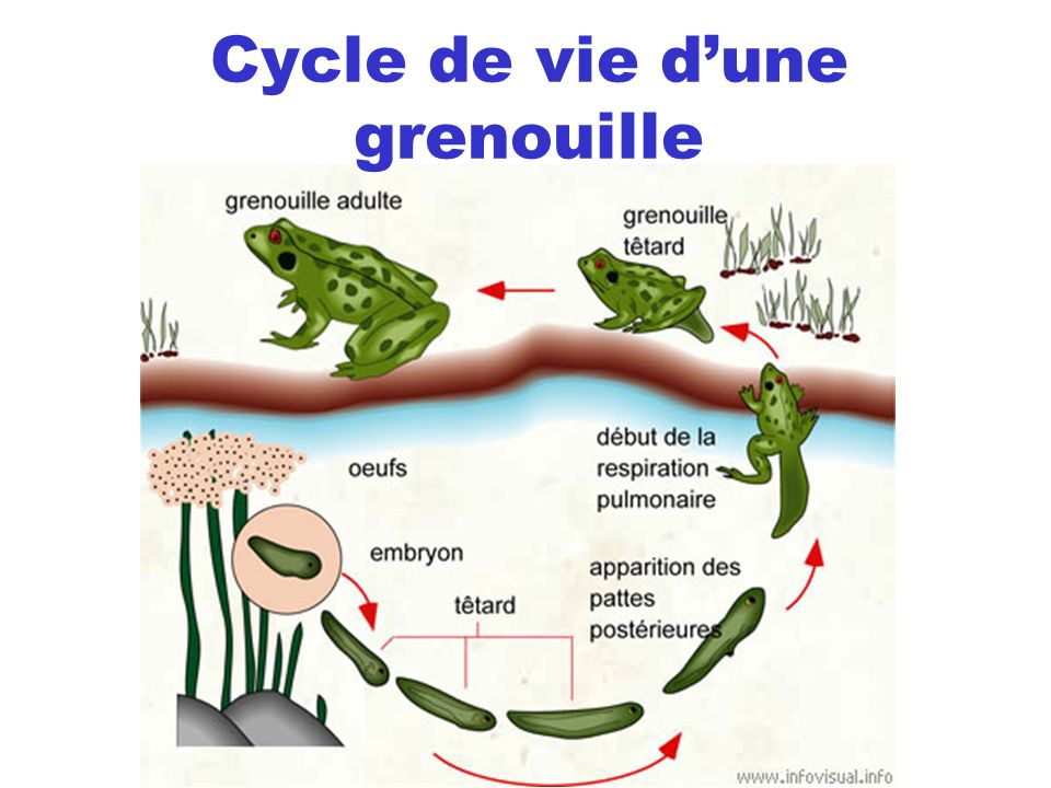 Cycle de vie d’une grenouille