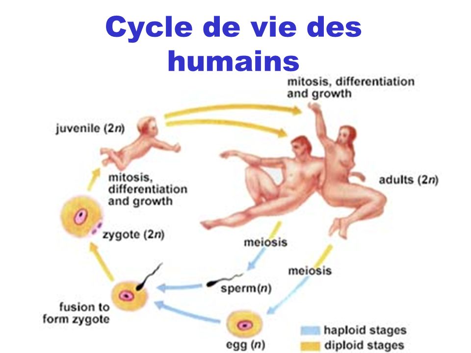 Cycle de vie des humains