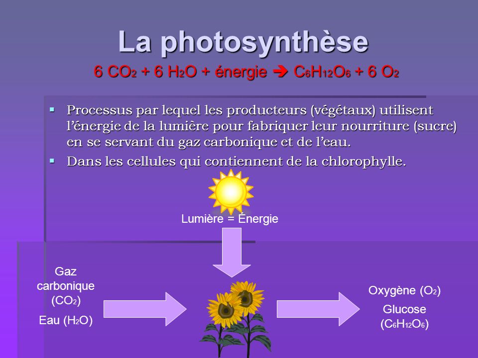 La photosynthèse 6 CO2 + 6 H2O + énergie  C6H12O6 + 6 O2