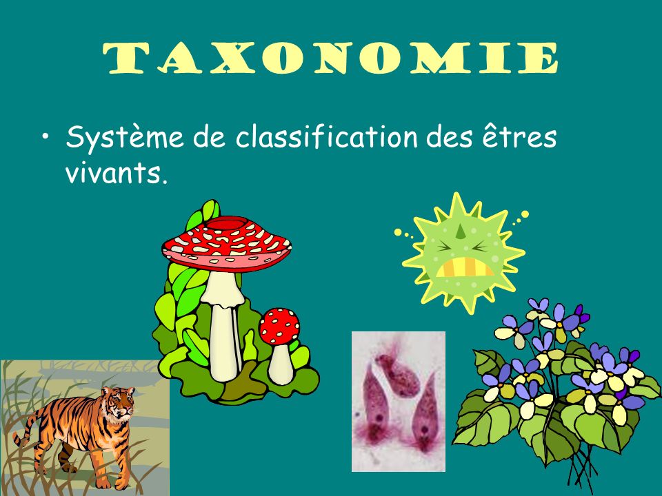 Taxonomie Système de classification des êtres vivants.