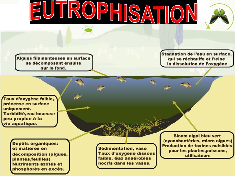 EUTROPHISATION