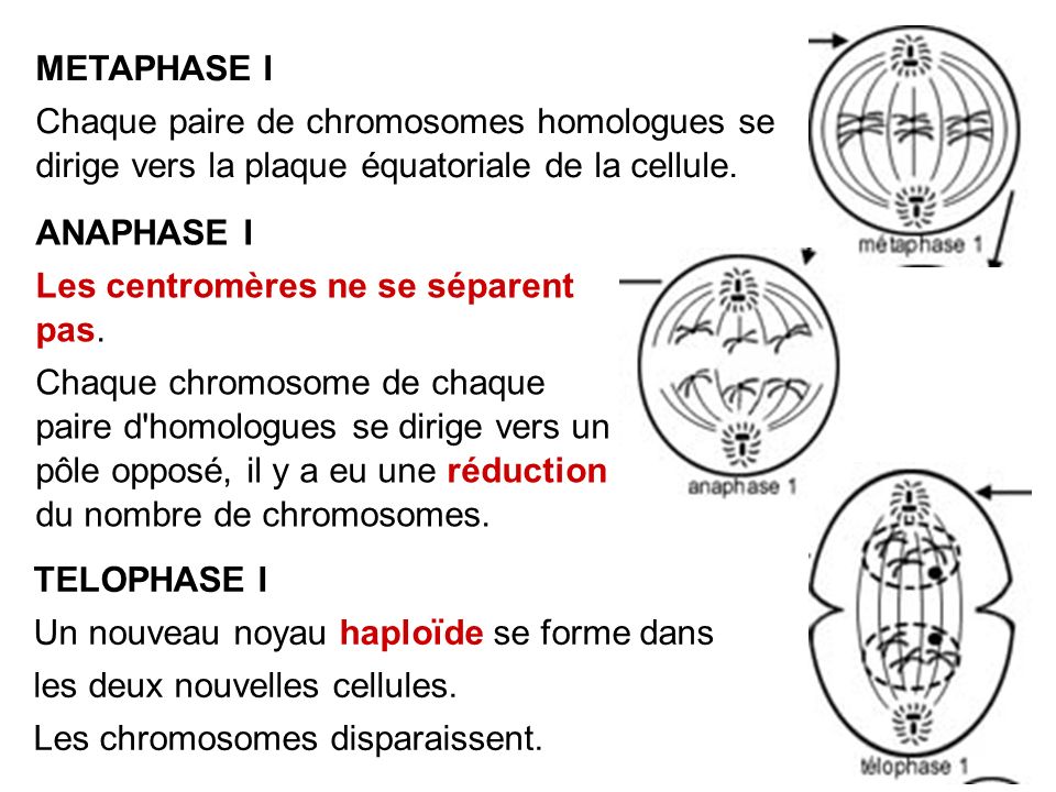 METAPHASE I Chaque paire de chromosomes homologues se dirige vers la plaque équatoriale de la cellule.