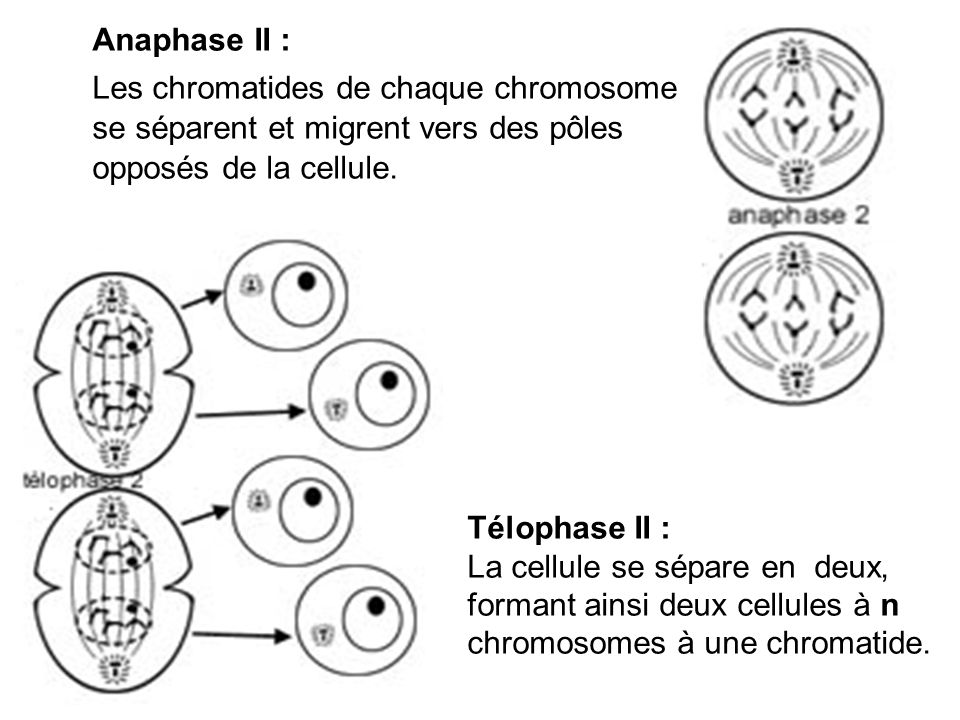 Anaphase II : Les chromatides de chaque chromosome se séparent et migrent vers des pôles opposés de la cellule.