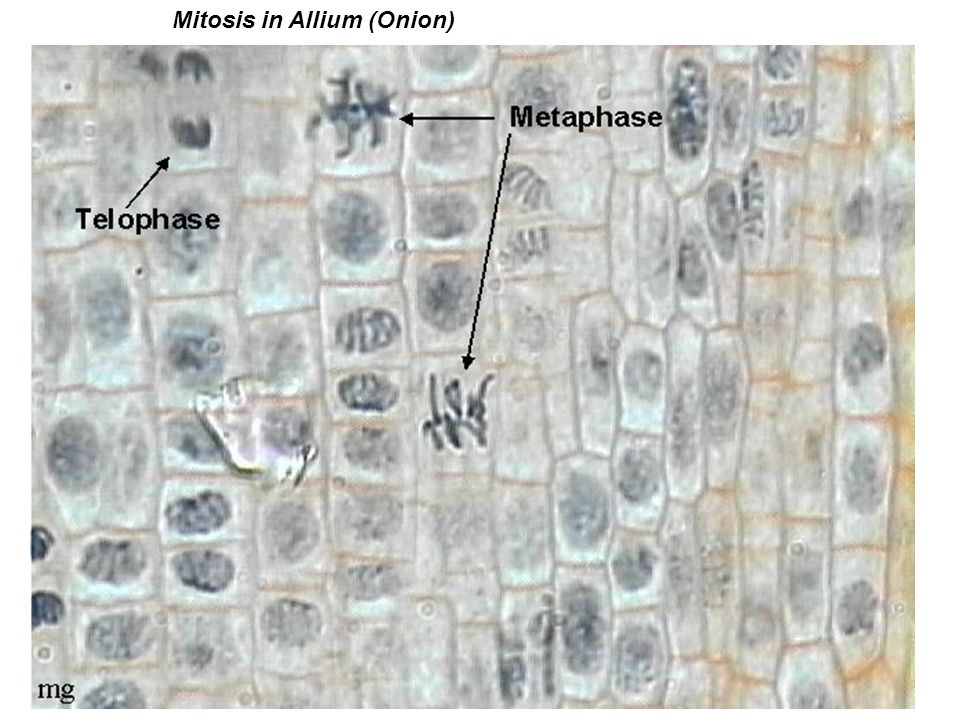 Mitosis in Allium (Onion)