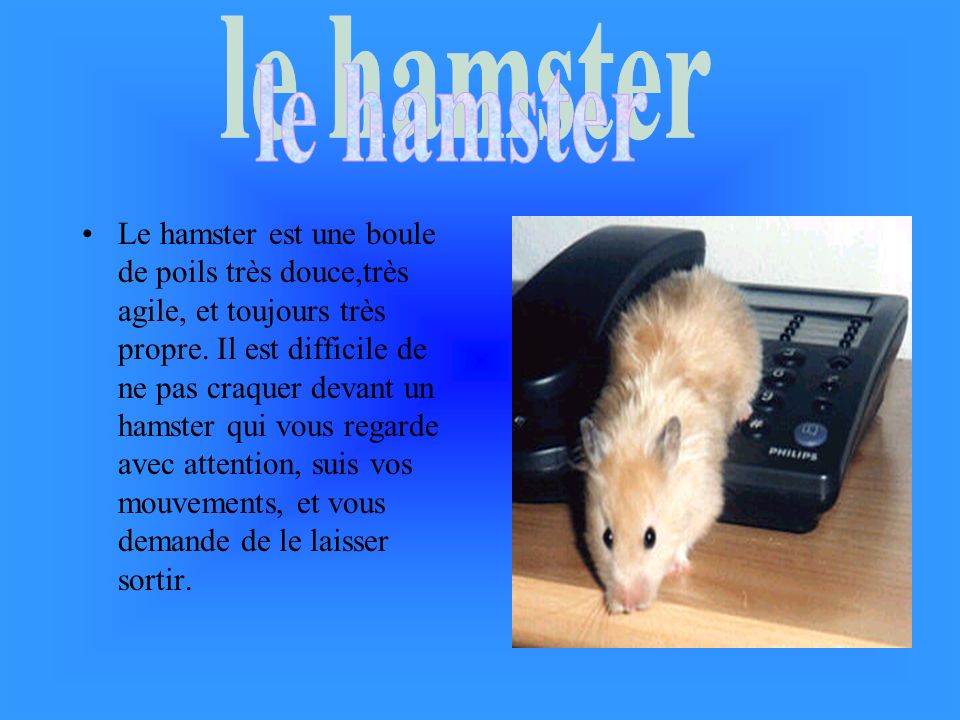 le hamster