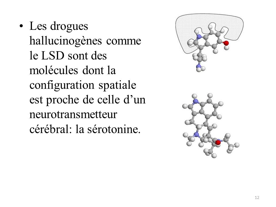 Les drogues hallucinogènes comme le LSD sont des molécules dont la configuration spatiale est proche de celle d’un neurotransmetteur cérébral: la sérotonine.