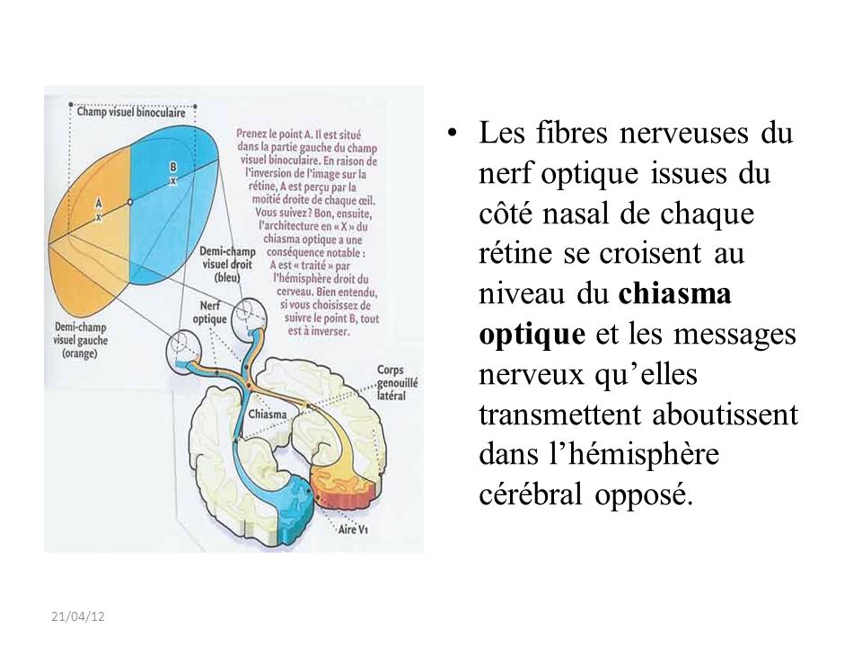 Les fibres nerveuses du nerf optique issues du côté nasal de chaque rétine se croisent au niveau du chiasma optique et les messages nerveux qu’elles transmettent aboutissent dans l’hémisphère cérébral opposé.