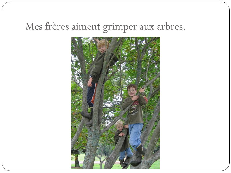 Mes frères aiment grimper aux arbres.