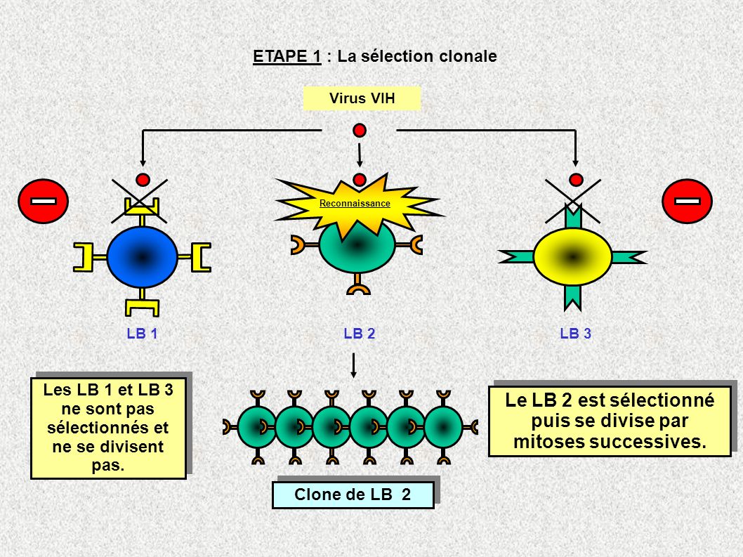 Le LB 2 est sélectionné puis se divise par mitoses successives.
