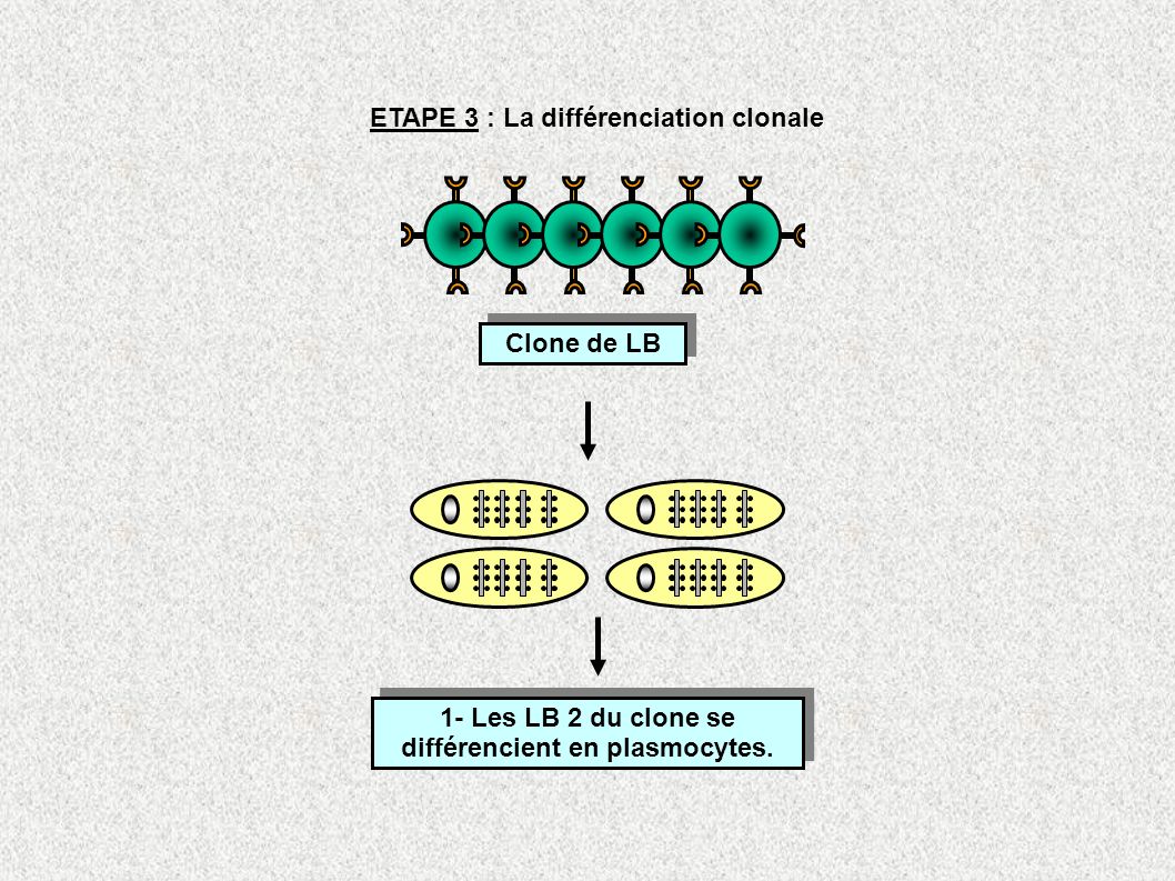 ETAPE 3 : La différenciation clonale