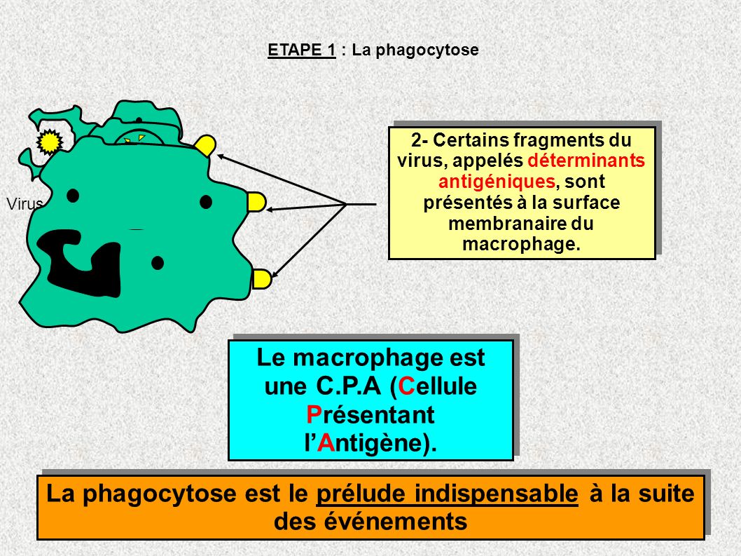 Le macrophage est une C.P.A (Cellule Présentant l’Antigène).