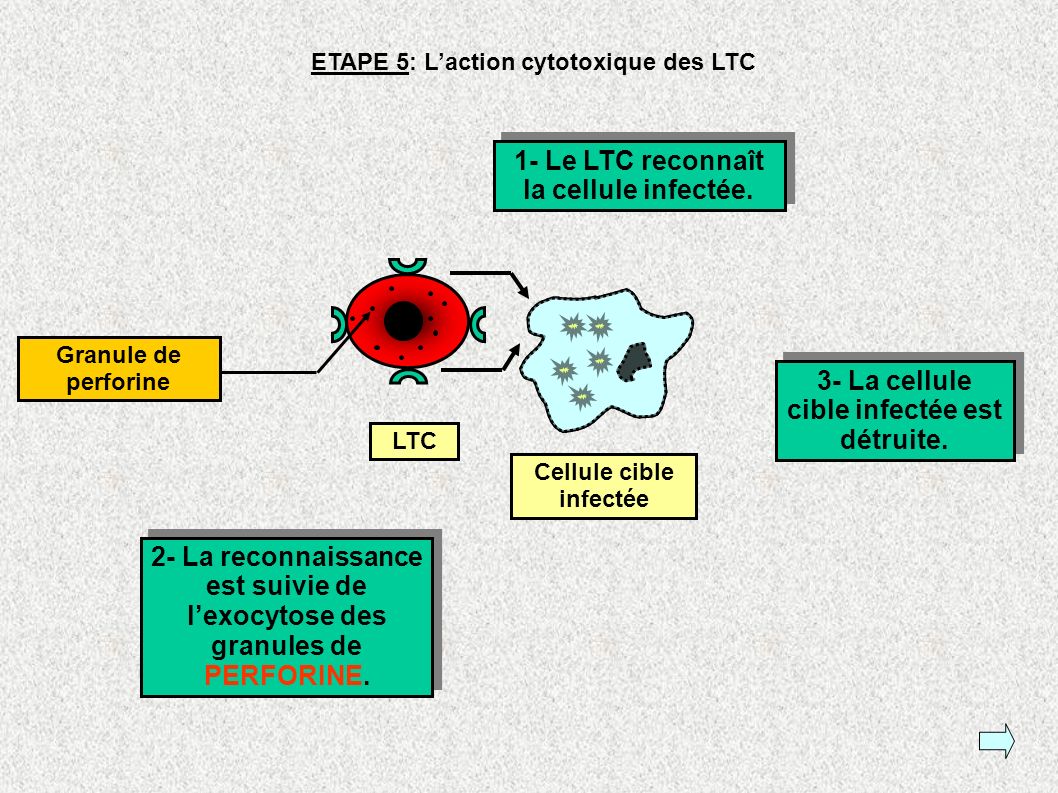 1- Le LTC reconnaît la cellule infectée.