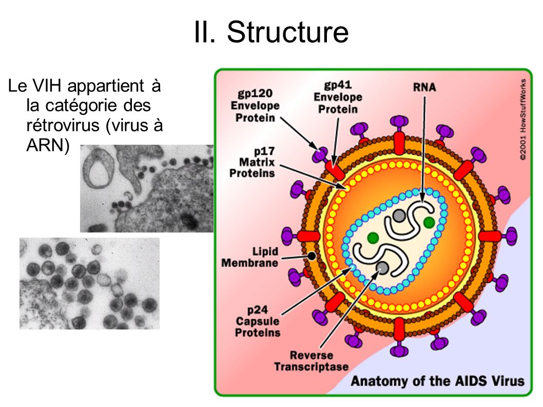 II. Structure Le VIH appartient à la catégorie des rétrovirus (virus à ARN)