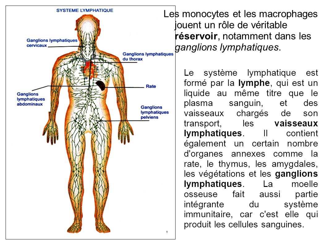 Les monocytes et les macrophages jouent un rôle de véritable réservoir, notamment dans les ganglions lymphatiques.