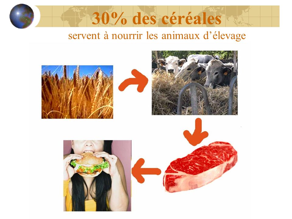30% des céréales servent à nourrir les animaux d’élevage
