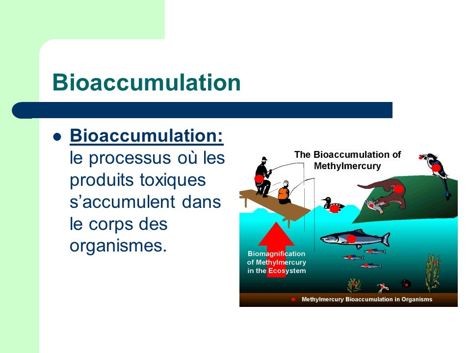 Bioaccumulation Bioaccumulation: le processus où les produits toxiques s’accumulent dans le corps des organismes.
