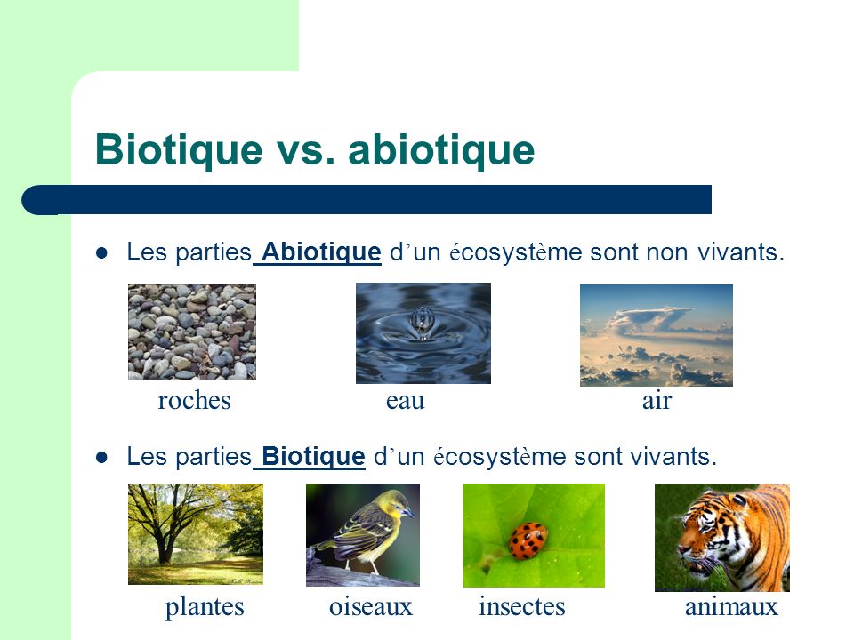 Biotique vs. abiotique roches eau air plantes oiseaux insectes animaux