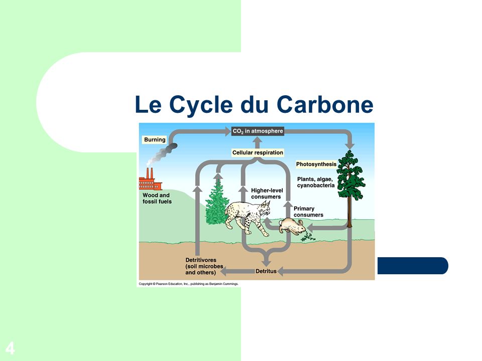Le Cycle du Carbone Image from
