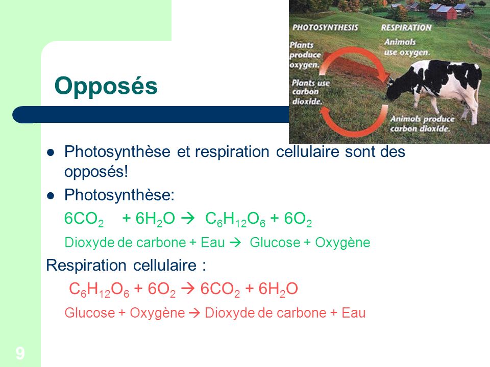 Opposés Photosynthèse et respiration cellulaire sont des opposés!