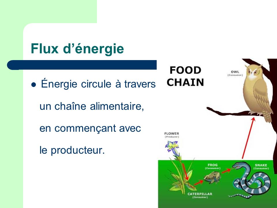 Flux d’énergie Énergie circule à travers un chaîne alimentaire,