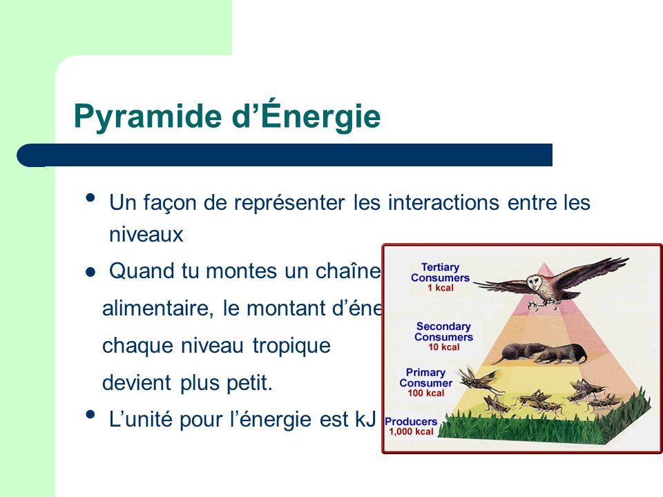 Pyramide d’Énergie Un façon de représenter les interactions entre les niveaux. Quand tu montes un chaîne.
