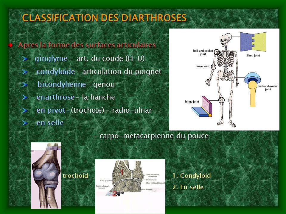 CLASSIFICATION DES DIARTHROSES