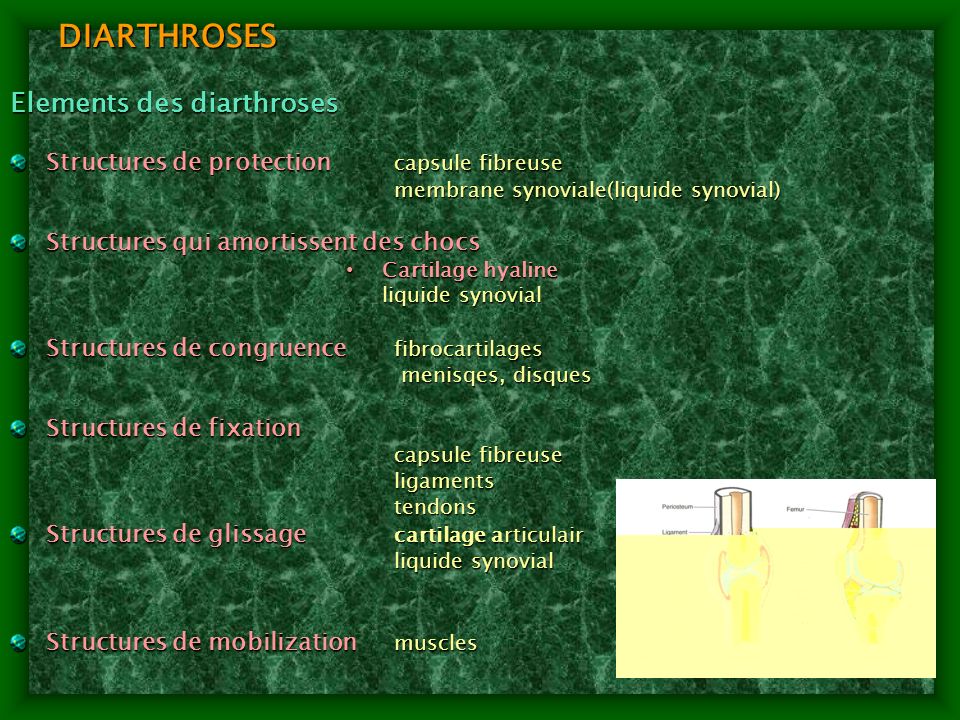 DIARTHROSES Elements des diarthroses